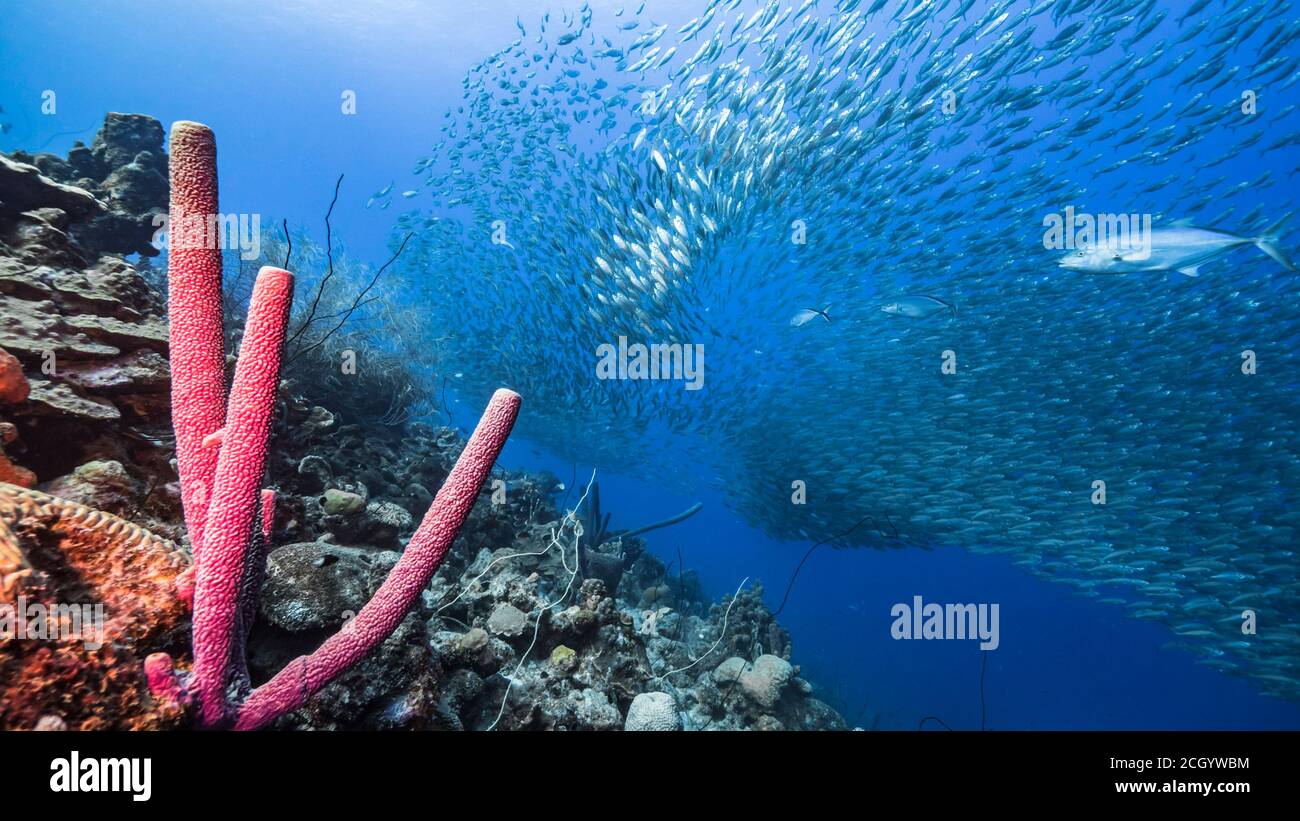 Hunting Blue Runner in bait ball, school of fish in turquoise water of  coral reef in Caribbean Sea, Curacao Stock Photo