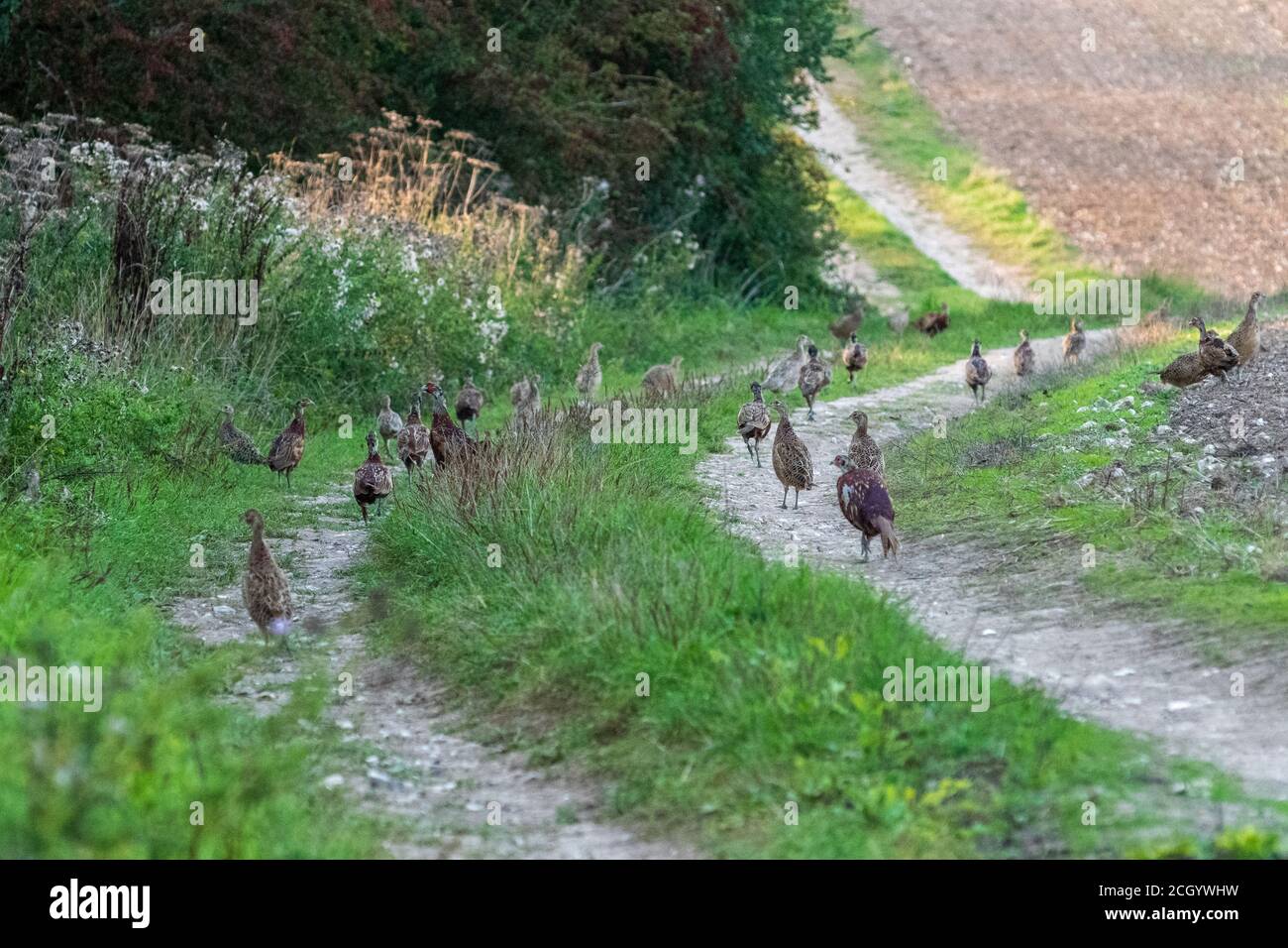 Many grouse on the edge of a field in September, UK Stock Photo