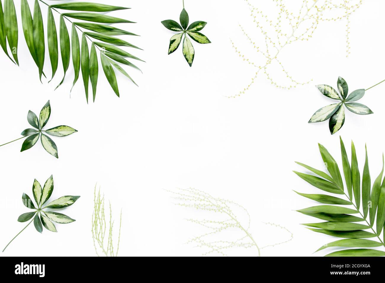 green palm leaf branches on white background. flat lay, top view Stock ...