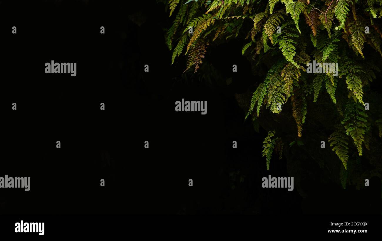 A fern is a member of a group of vascular plants (plants with xylem and