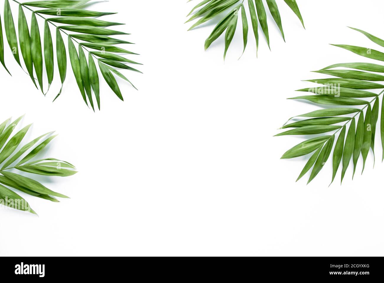 green palm leaf branches on white background. flat lay, top view Stock ...