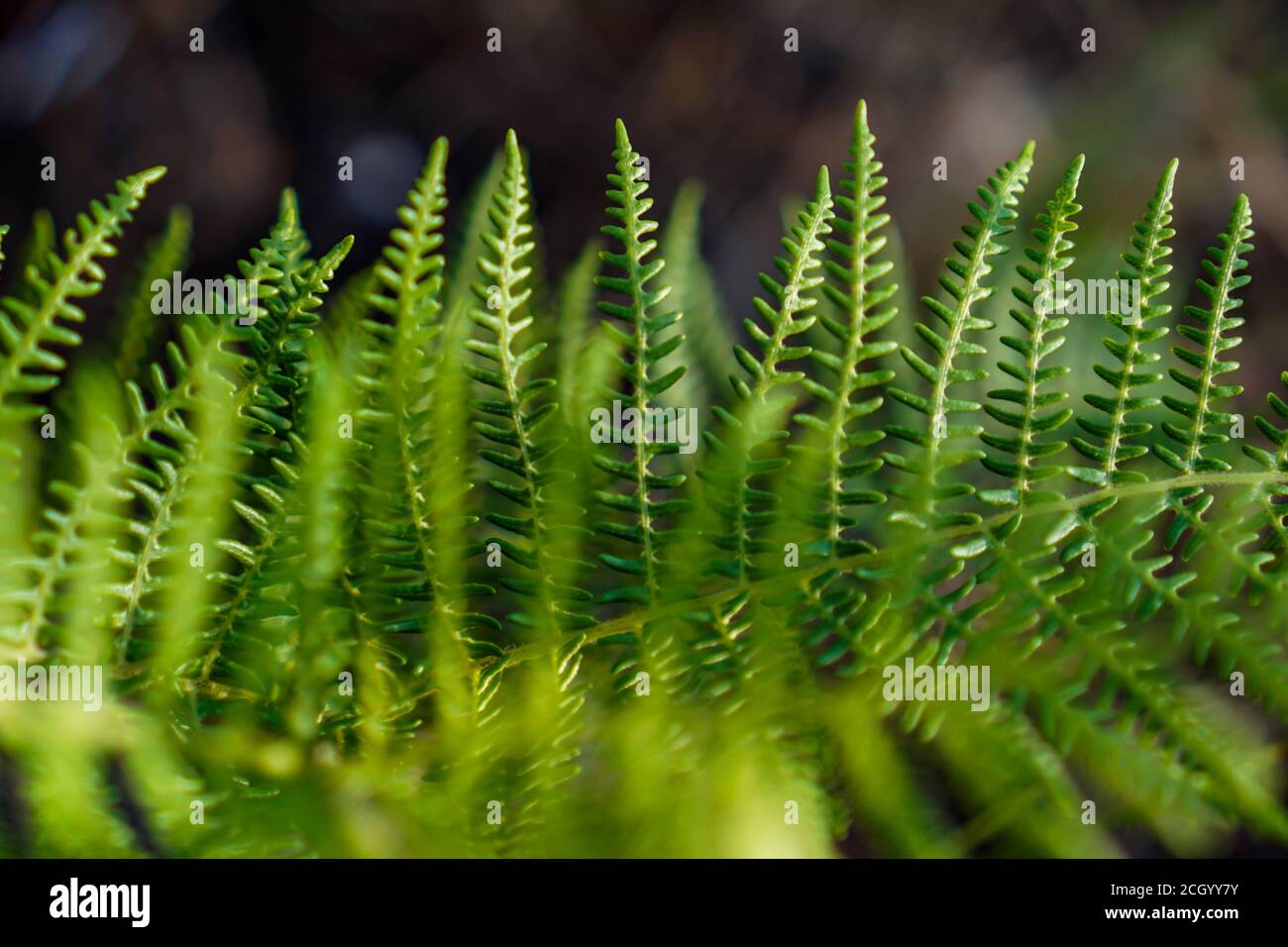 A fern is a member of a group of vascular plants (plants with xylem and phloem) that reproduce via spores and have neither seeds nor flowers Stock Photo