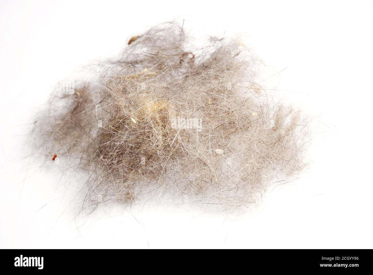 Pile of dog hair hires stock photography and images Alamy