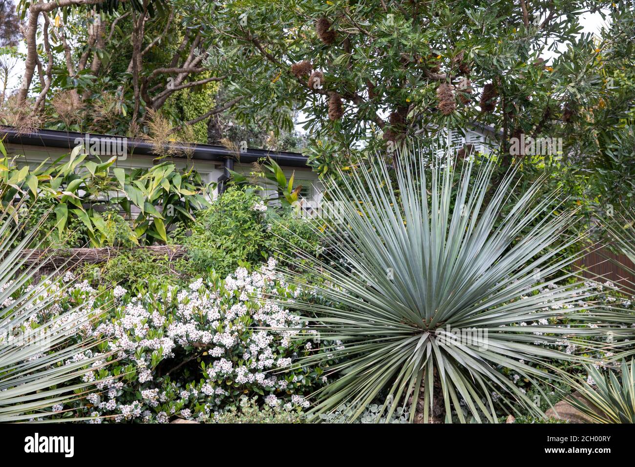 Palm Beach Sydney and domestic australian garden with native plants