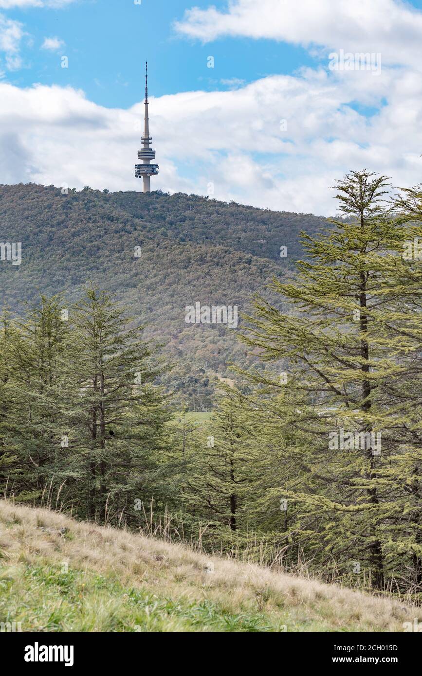 Himalayan Cedar, Cedrus deodara forest within the National Arboretum in Canberra, Australia and the Telstra Tower on Black  Mountain in the background Stock Photo