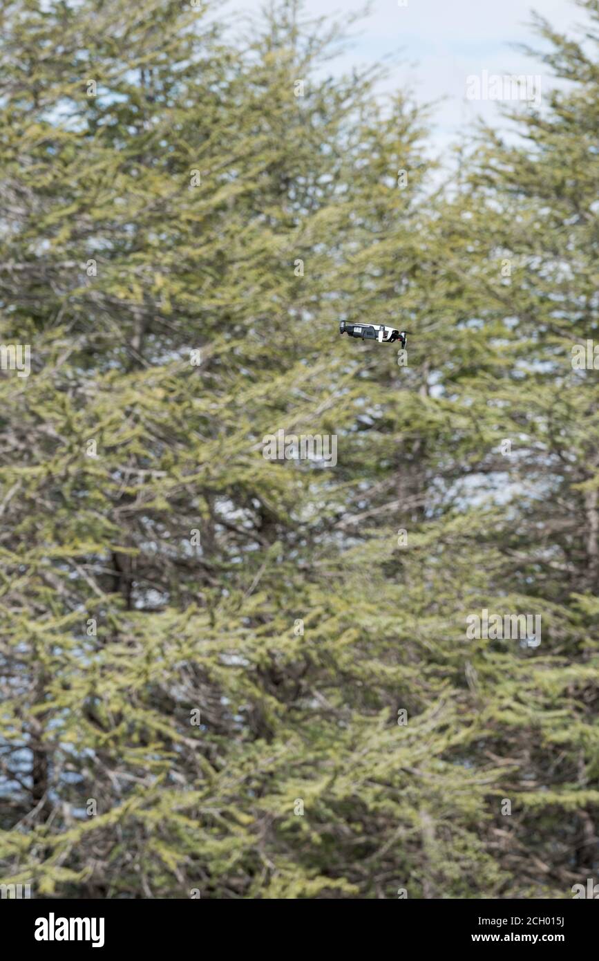 A low flying drone blends in with Himalayan Cedar, Cedrus deodara trees within the National Arboretum in Canberra, Australia Stock Photo