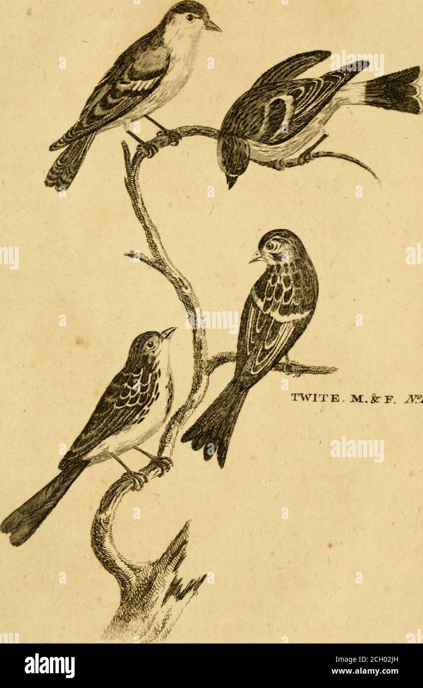 . British zoology . common in Lincoln/hire are converfant among trees, and colle6t like thecommon kind in great flocks. 129. Siskin. Belon a^u. 354. ^ Fringilla fpinus. Lin. fyji, Acanthis, fpinus, Hgurinus. 322. Gefner a&lt;v. . Siika, Gronfifka. Faten, Suec, Aldr. am. II. 352. fp. 237. Lucarino. Olina, 17. Sifgen. Brunnichy 261. Wil orn. 261. Zeifel, Zeiferl. Kram. 366. Raii/yn. av. 91. Frifch, I. 2. Scopoli, No. Le Serin. Brijfon au. III. 212. (i^* j^r. Zool. 109. plate V. Descrip. ^ a *HE head of the male is black: the neckJl and back green •, but the fhafts on the lat-ter are black : th Stock Photo