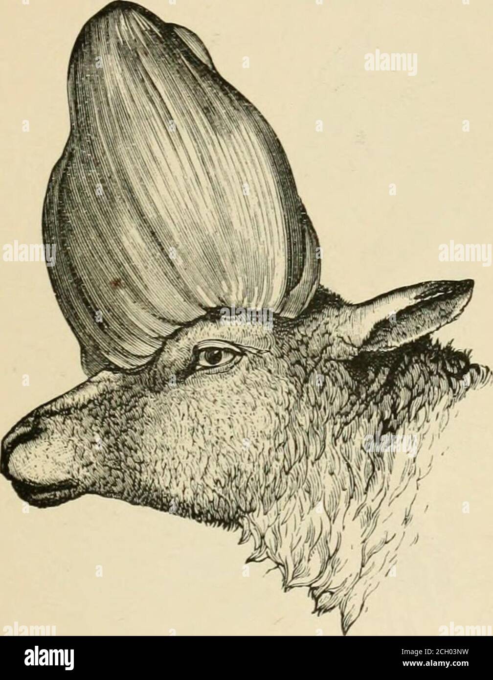 evolution-and-disease-fic-132-the-head-of-a-mouse-with-a