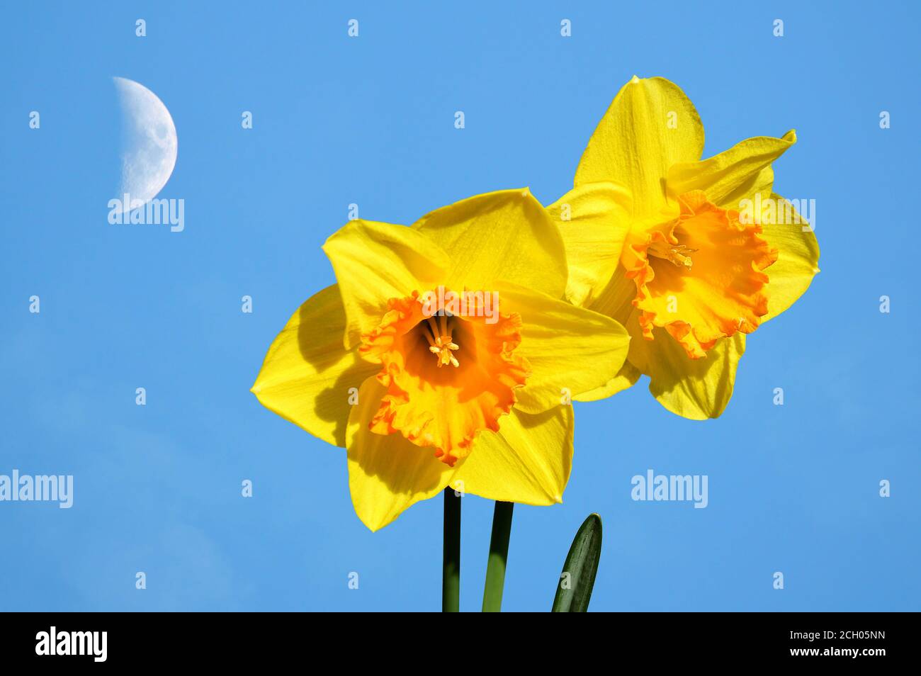 Daffodils Latin name Narcissus Gold Medal flowers with a half moon sky Stock Photo