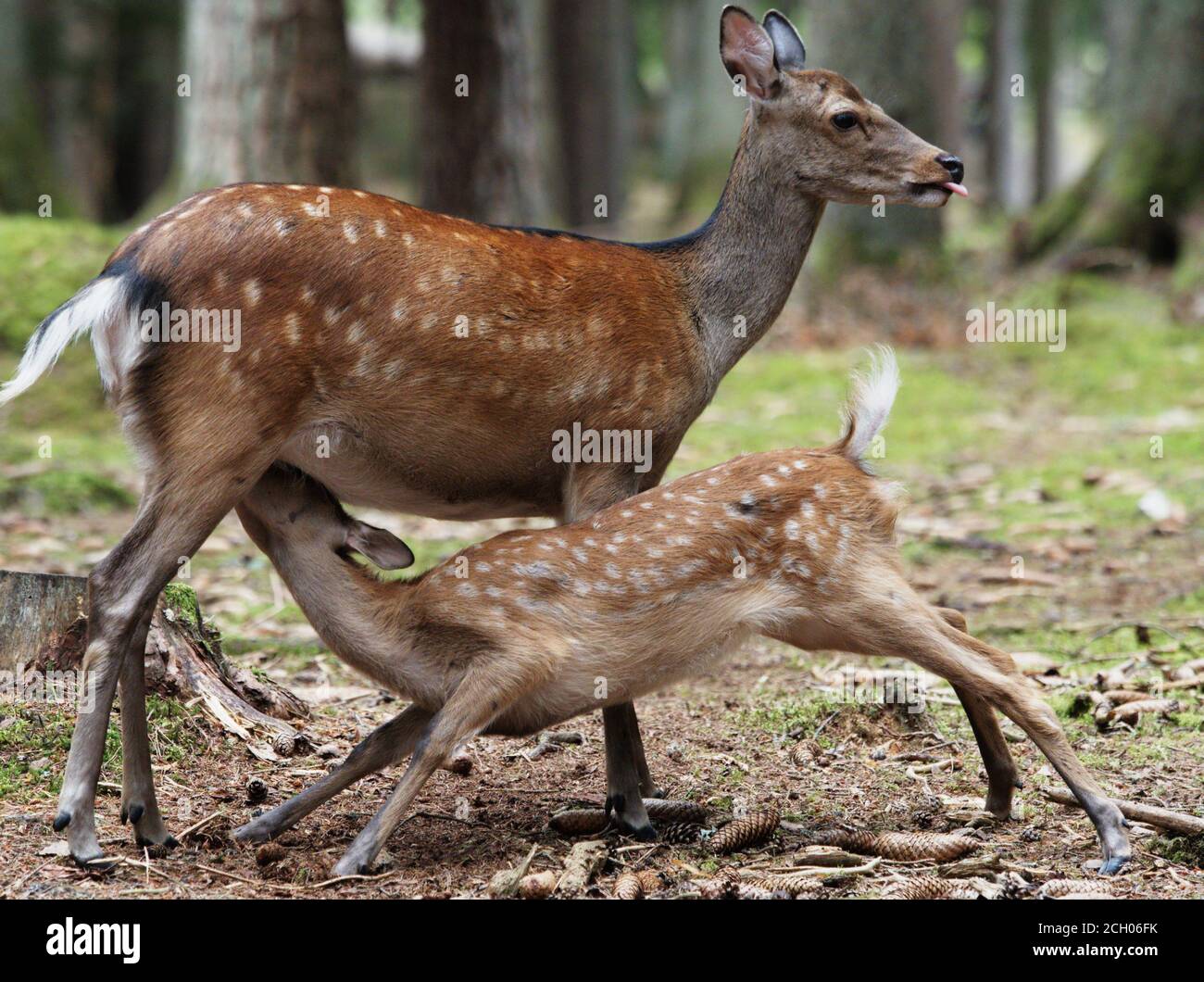 Fawn nursing on mother deer Stock Photo
