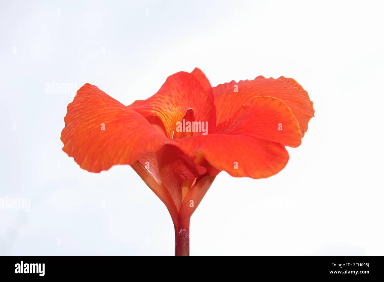 red Canna flowers isolated on white background Stock Photo - Alamy