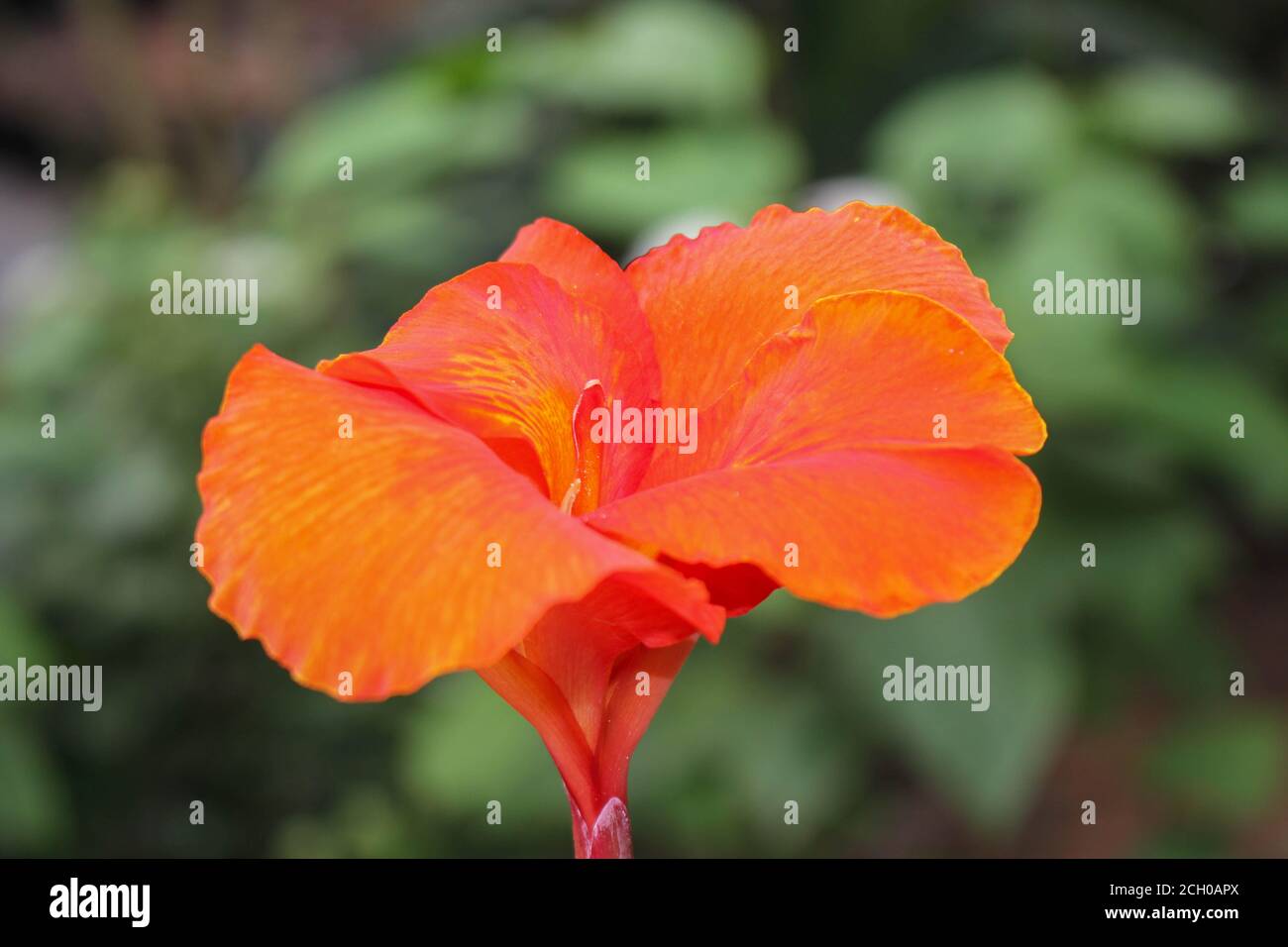 red Canna flowers background asia flower image Stock Photo