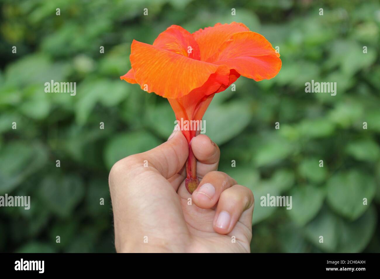 red Canna flowers background asia flower image Stock Photo