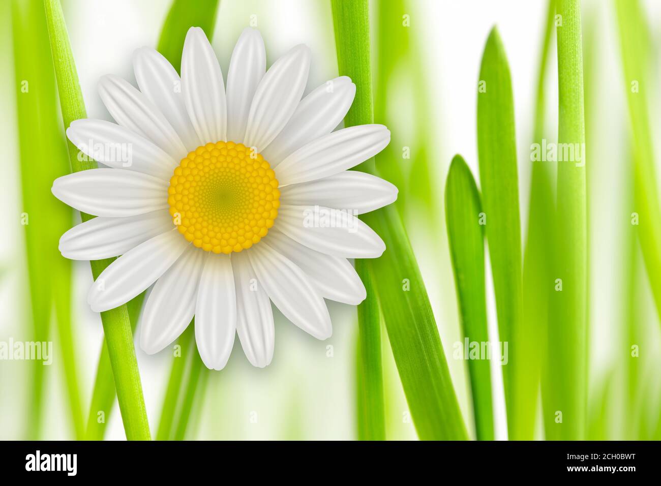 Flowers background, white spring flowers and green grass Stock Photo ...