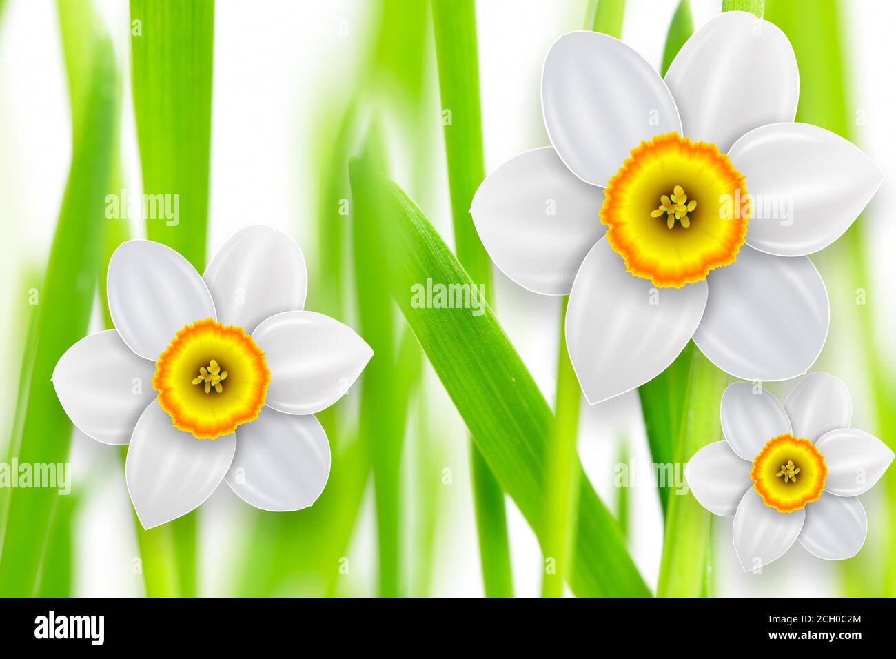 Flowers background, white spring flowers and green grass Stock Photo ...