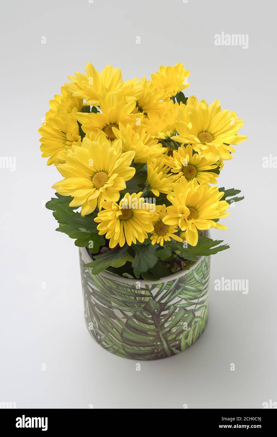 Chrysanthemum indicum - a bouquet of tiny yellow flowers that bloom nicely, on a light background in a decorative pot Stock Photo