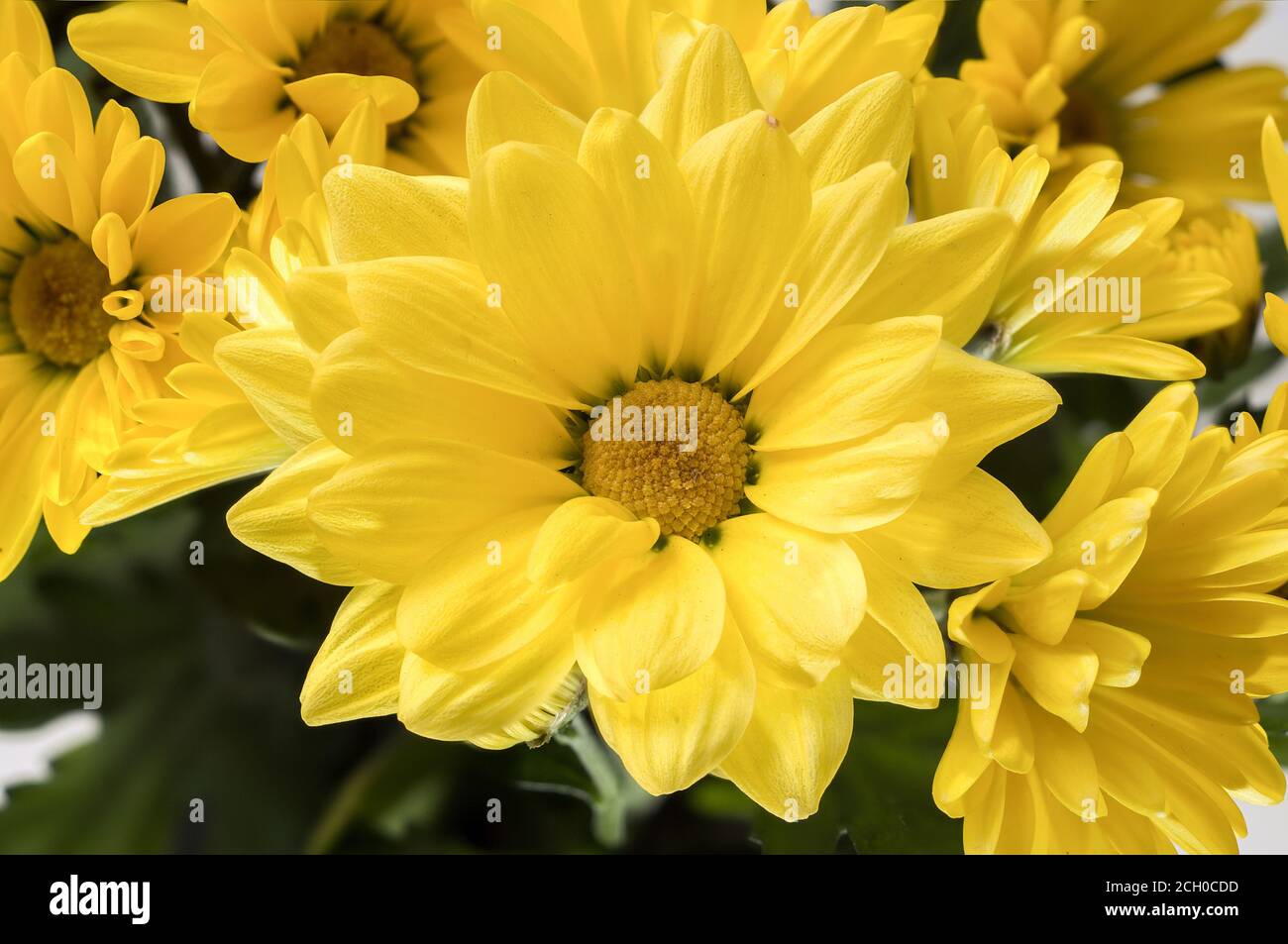 Chrysanthemum indicum - a bouquet of tiny yellow flowers that bloom nicely against a bright background, photographed at close range Stock Photo