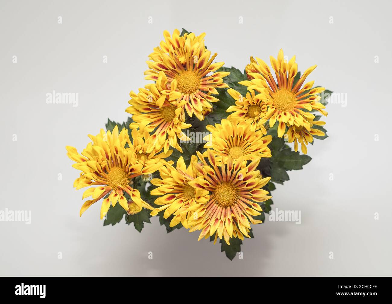 Chrysanthemum indicum hi-res stock photography and images - Alamy