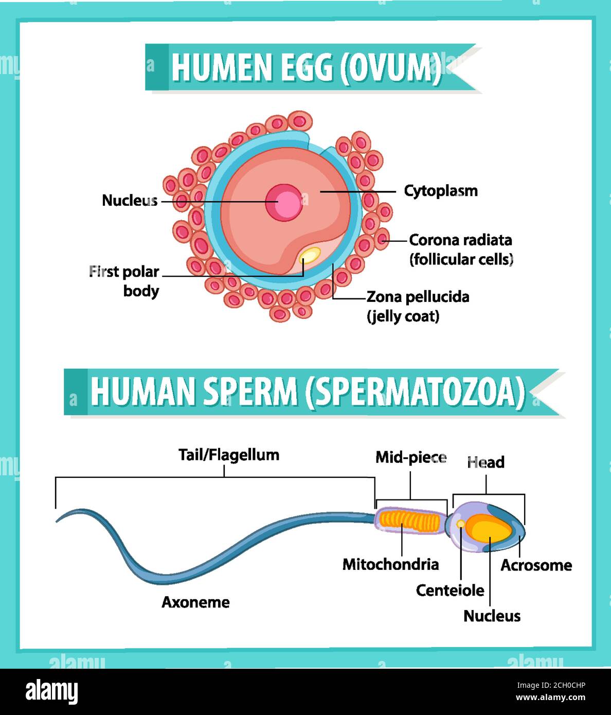 Human Egg or Ovum structure and Human Sperm or Spermatazoa for health education infographic illustration Stock Vector