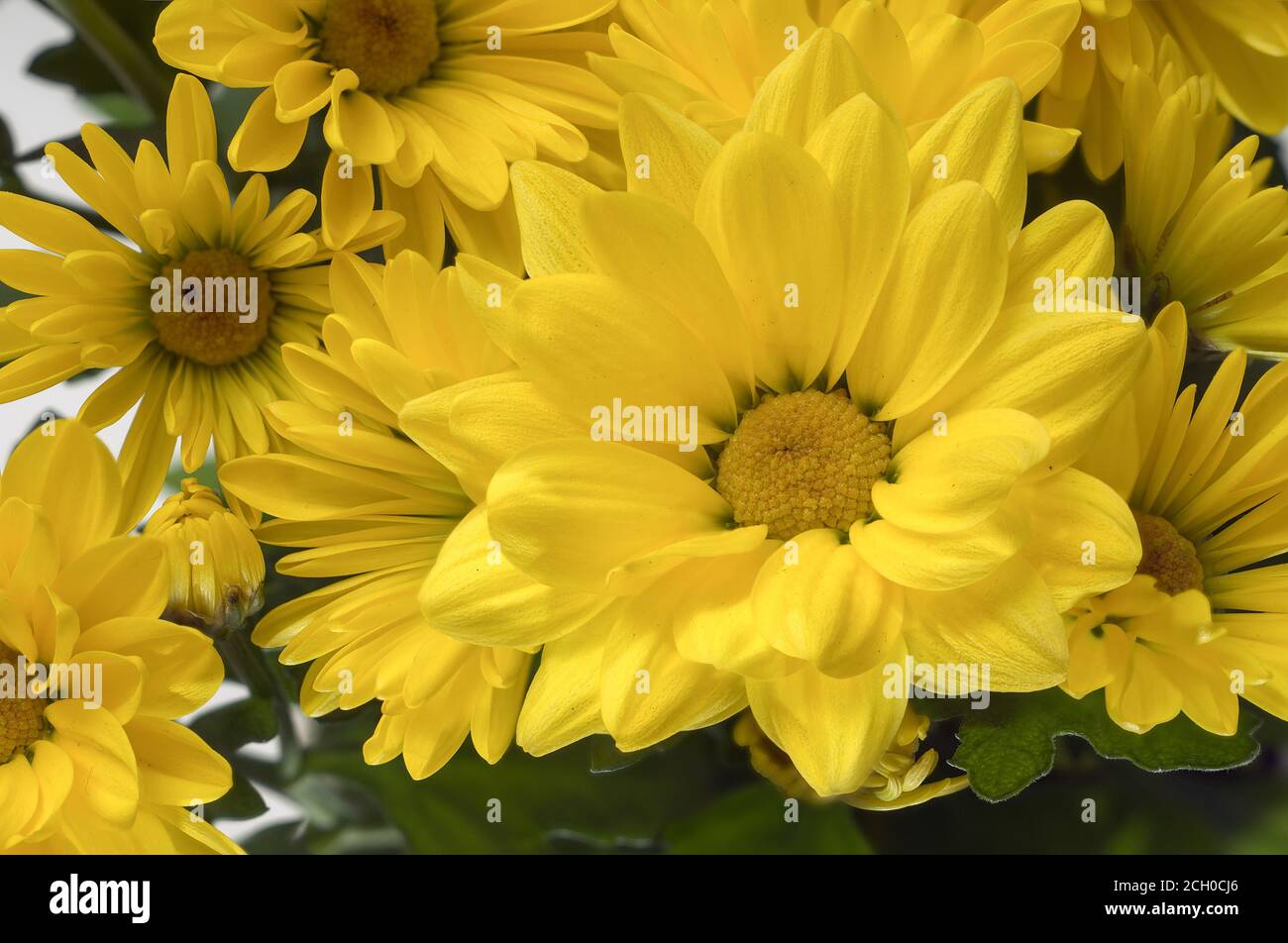 Chrysanthemum indicum - a bouquet of tiny yellow flowers that bloom nicely against a bright background, photographed at close range Stock Photo