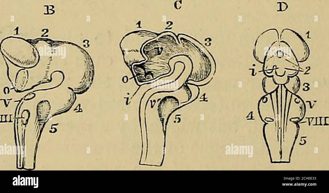 . Quain's elements of anatomy . Fig. 727.—^FOUR TIEWS op the brain of ...