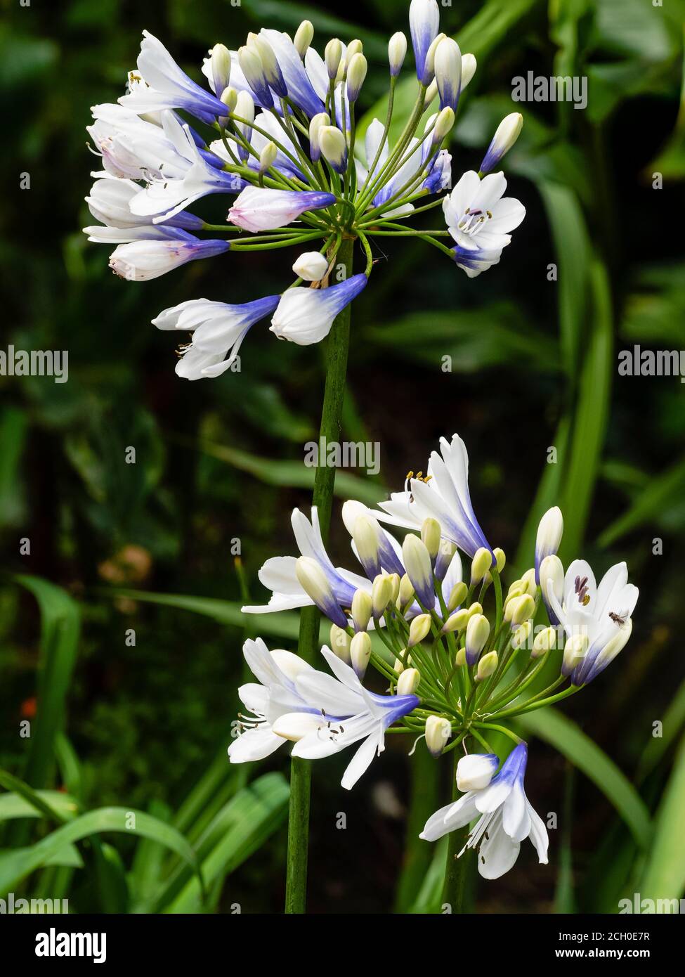 Blue and white tubular blooms in the flower heads of the hardy perennial Agapanthus 'Twister' Stock Photo