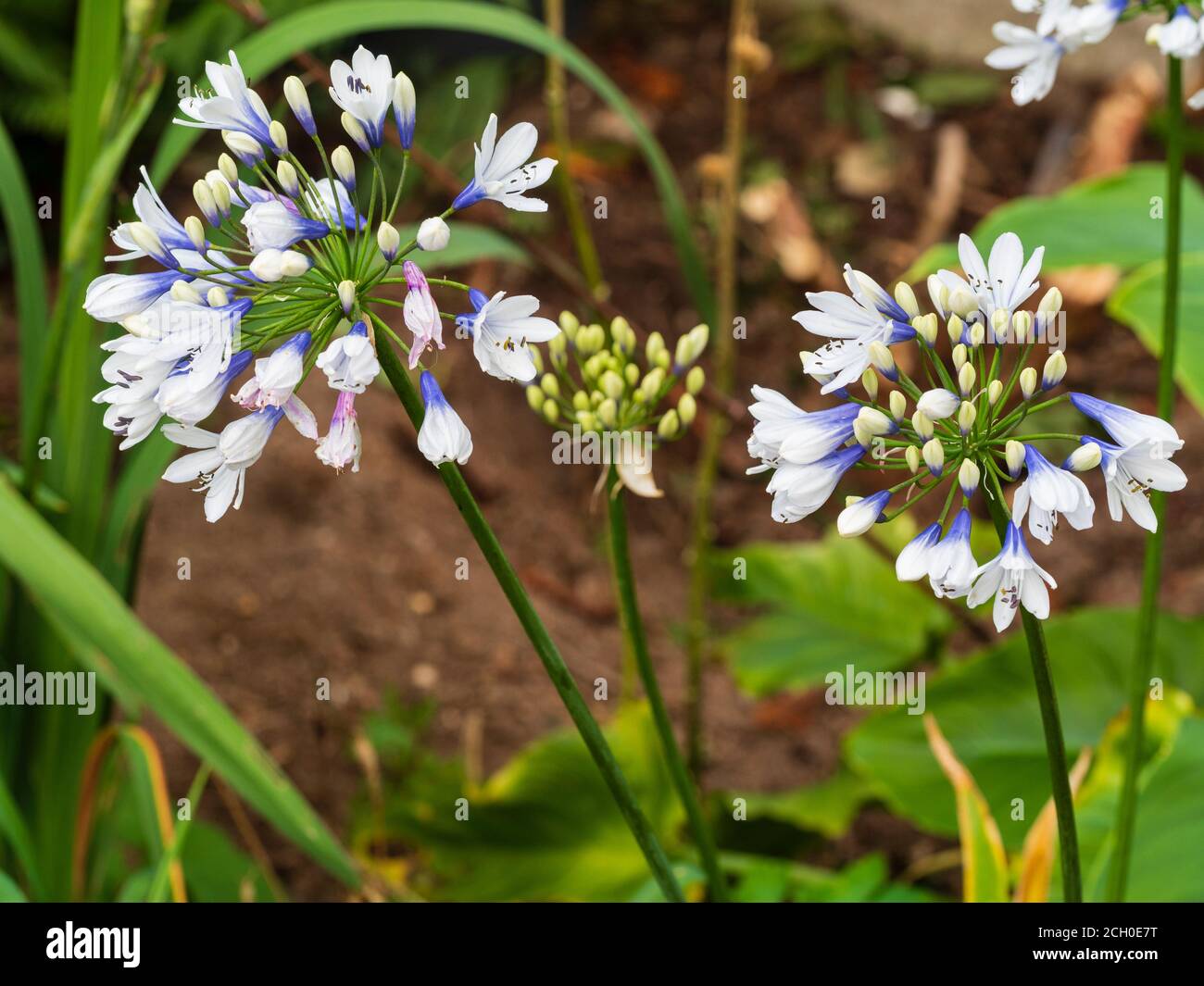 Blue and white tubular blooms in the flower heads of the hardy perennial Agapanthus 'Twister' Stock Photo