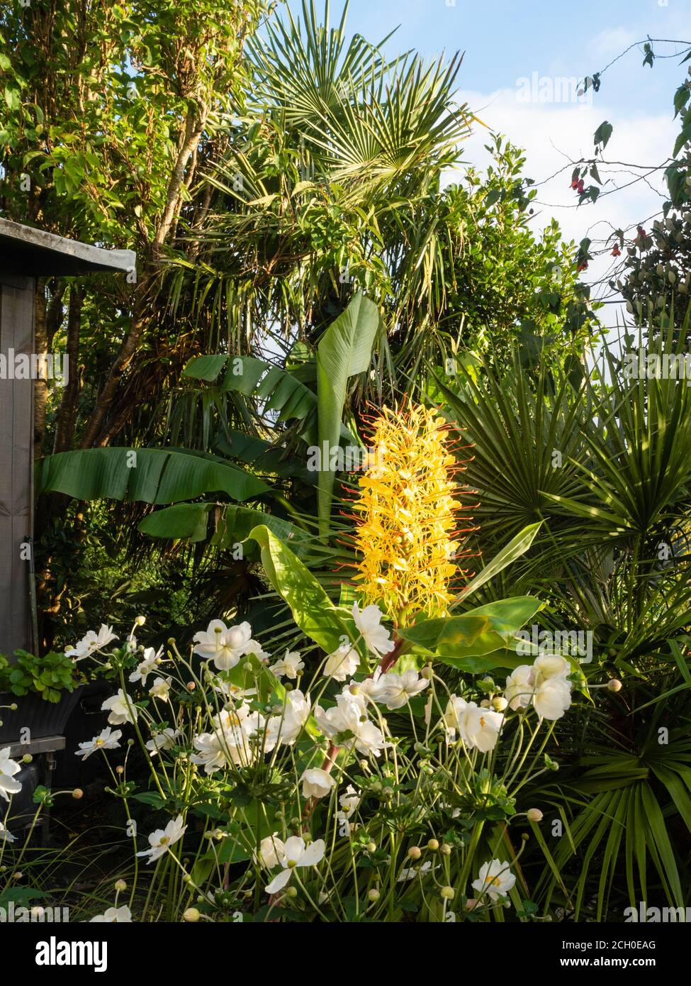 Exotic garden display with Hedychium gardnerianum, Chamaerops humilis, Anemone x hybrida 'Honorine Jobert' and Musa basjoo Stock Photo