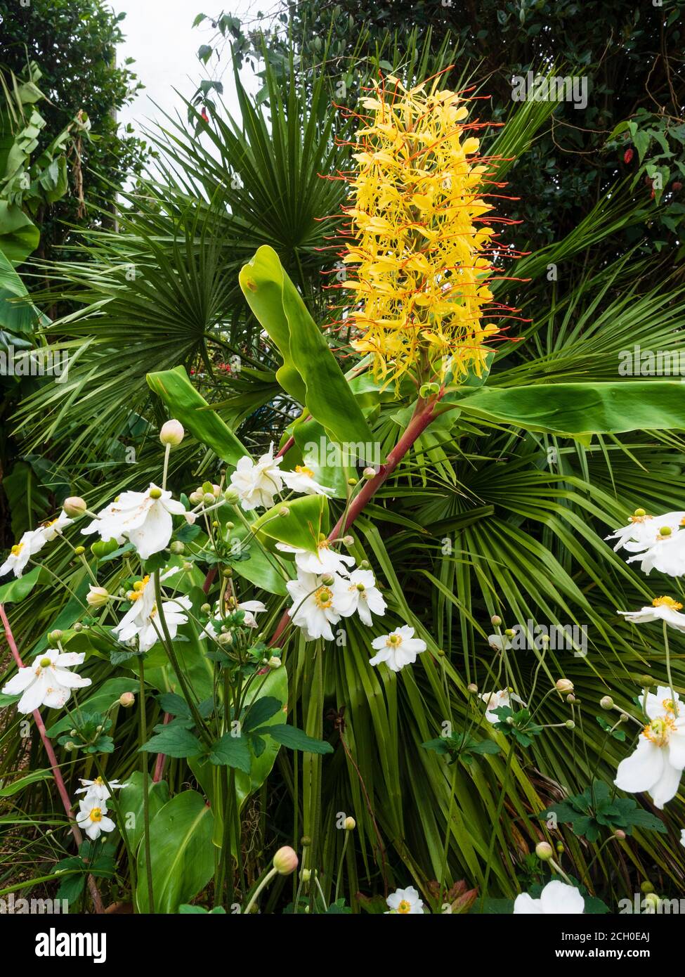 Exotic garden display with Hedychium gardnerianum, Chamaerops humilis, Anemone x hybrida 'Honorine Jobert' and Musa basjoo Stock Photo