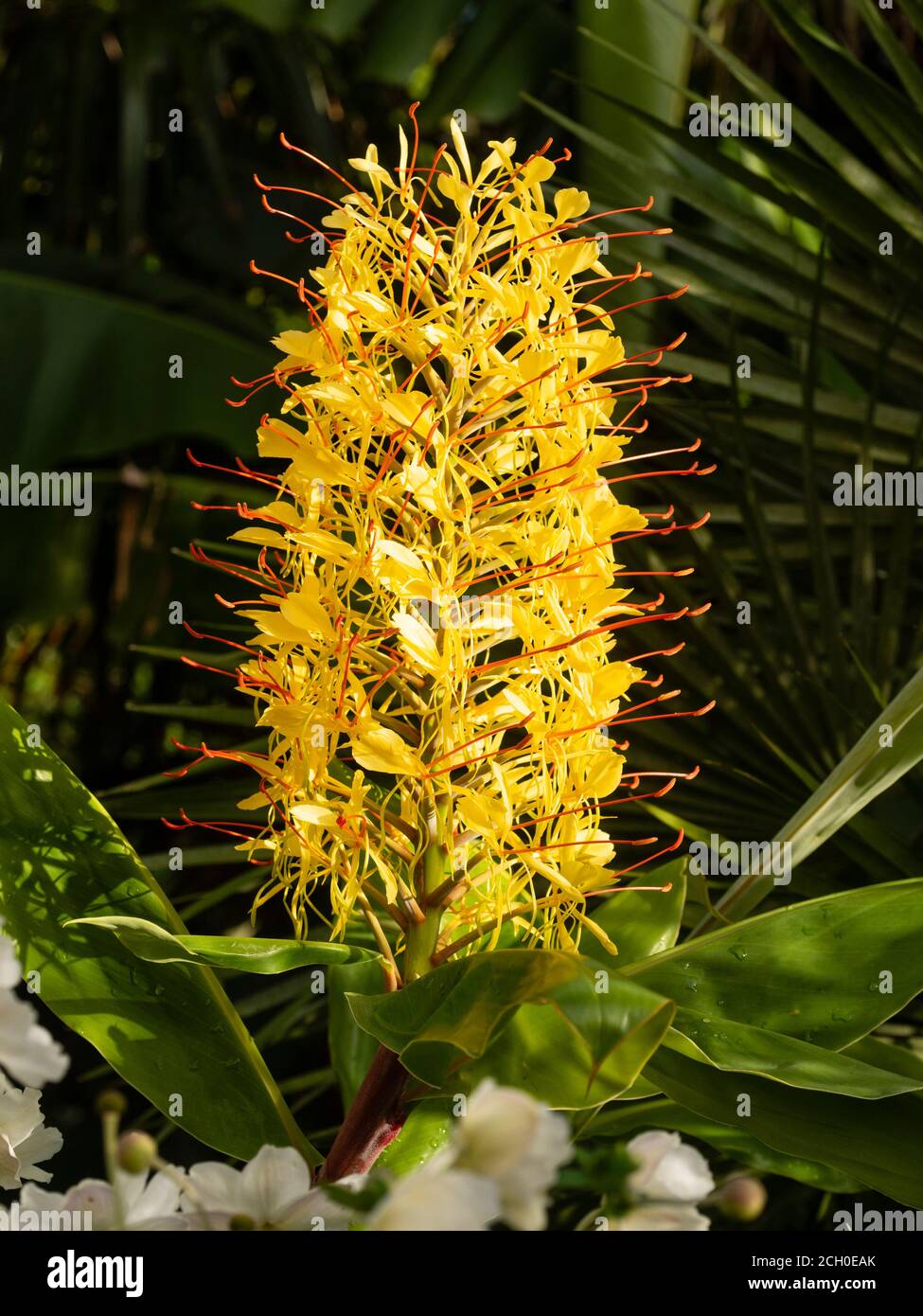 Flower spike of the exotic Kahili ginger, Hedychium gardnerianum, in a UK garden Stock Photo