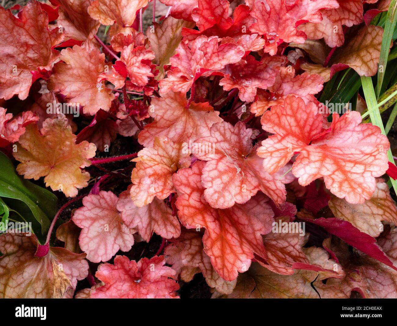 Red veined foliage of the hardy perennial evergreen ground cover, Heuchera 'Peach Flambe' Stock Photo
