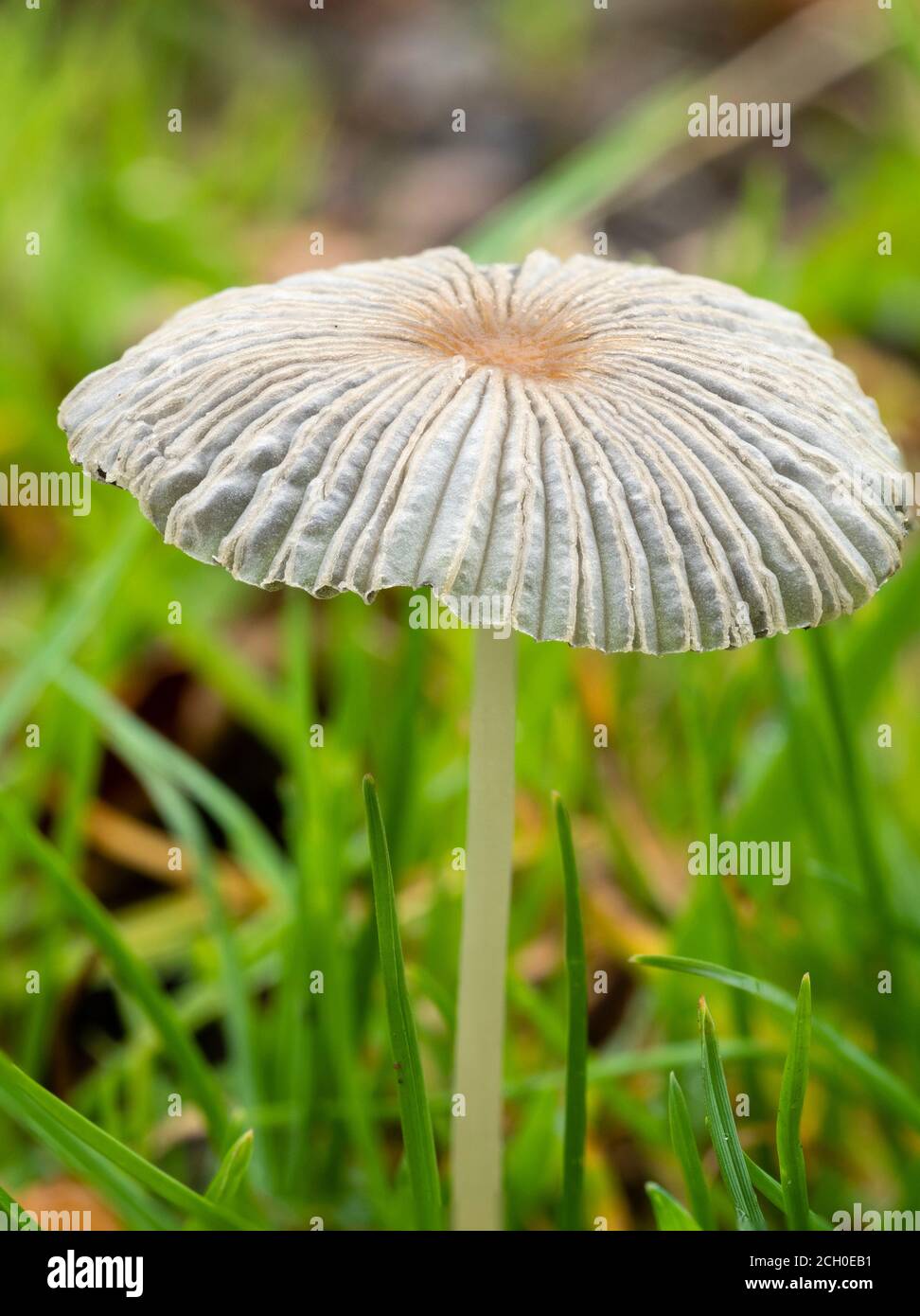 Close up of the ephemeral fruiting body of the Pleated Inkcap toadstool, Parasola plicatilis, on a UK grass verge Stock Photo