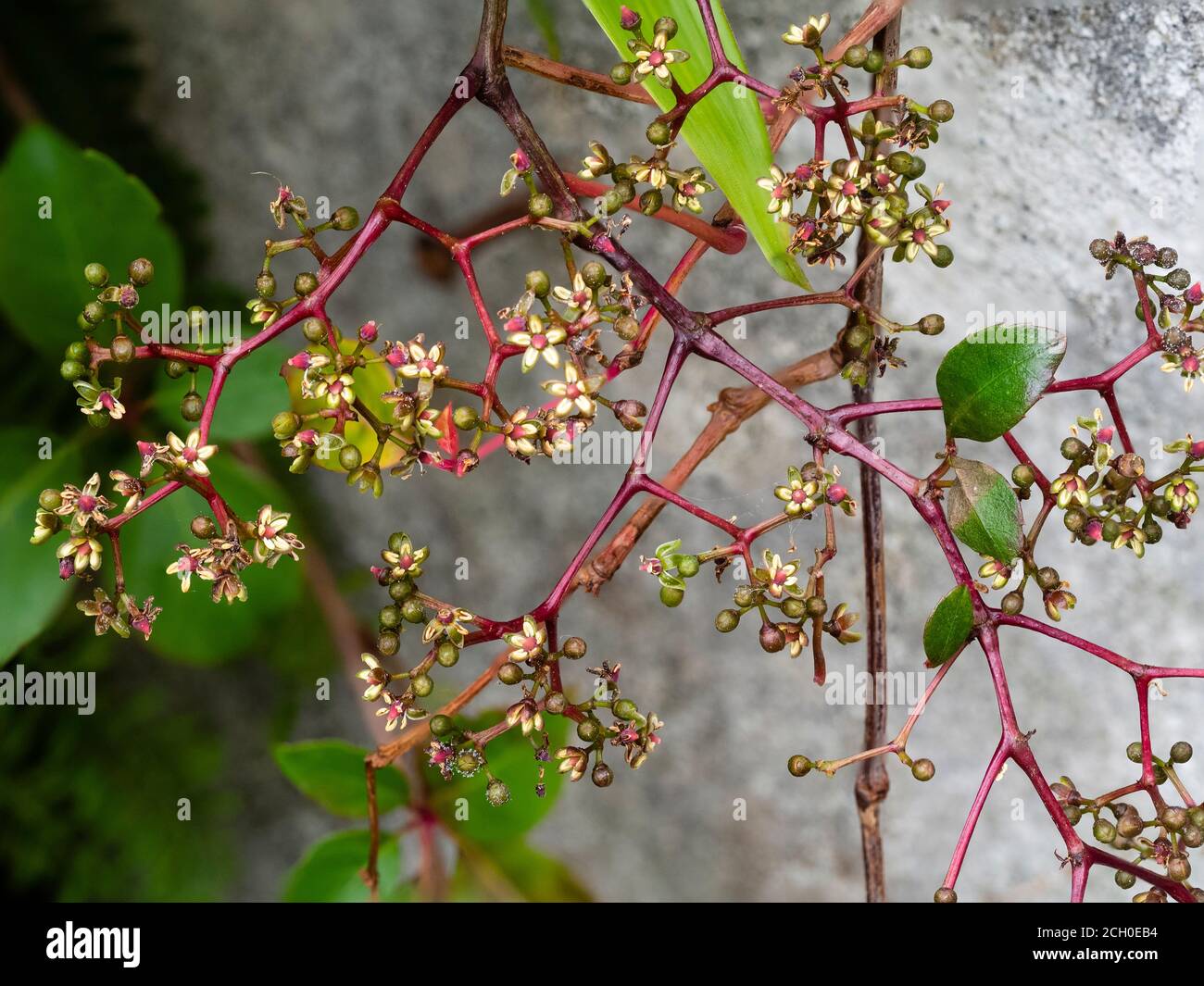 Tiny autumn flowers of the hardy climber, Parthenocissus henryana Stock Photo
