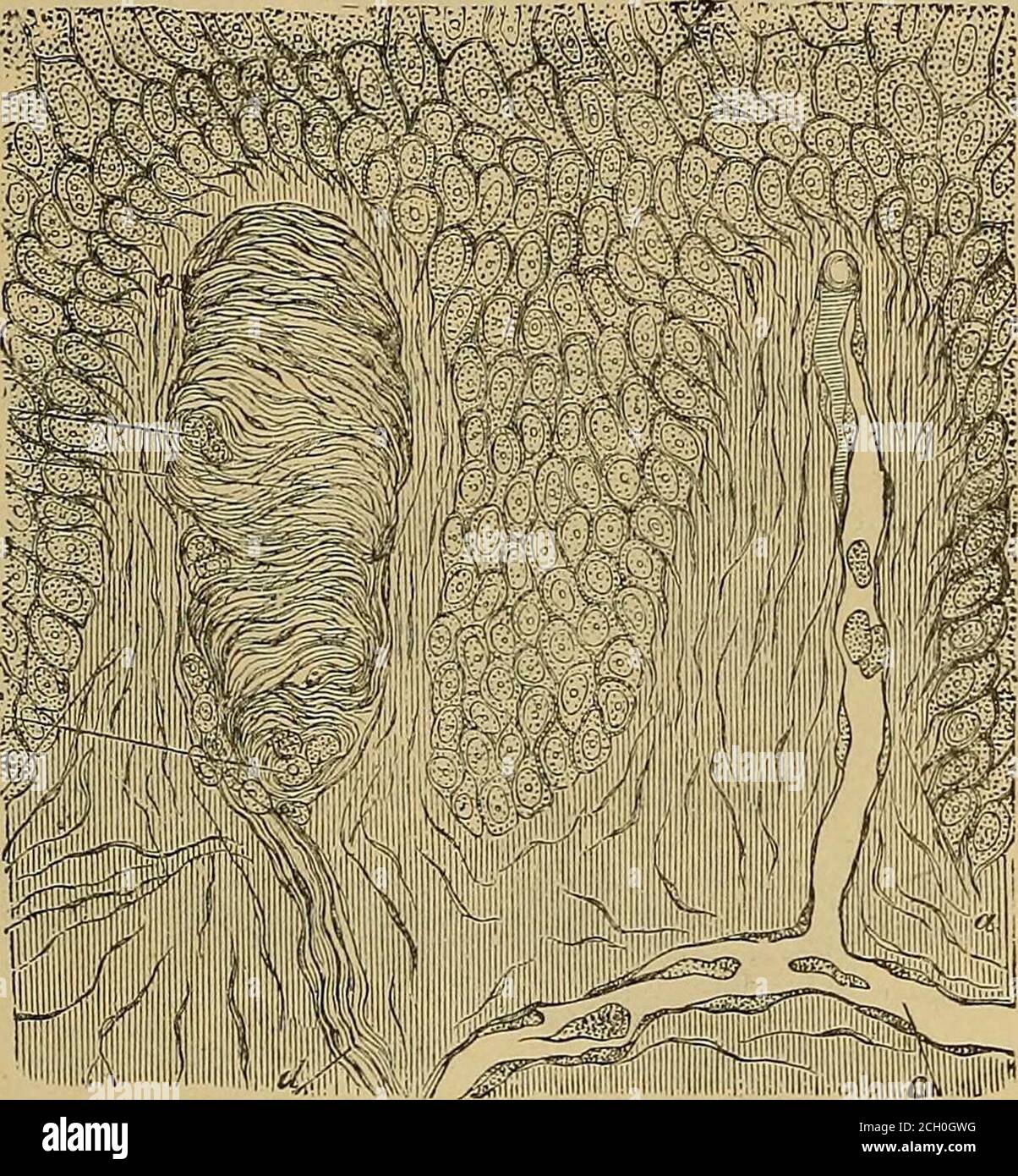 Reticular connective tissue hi-res stock photography and images - Alamy