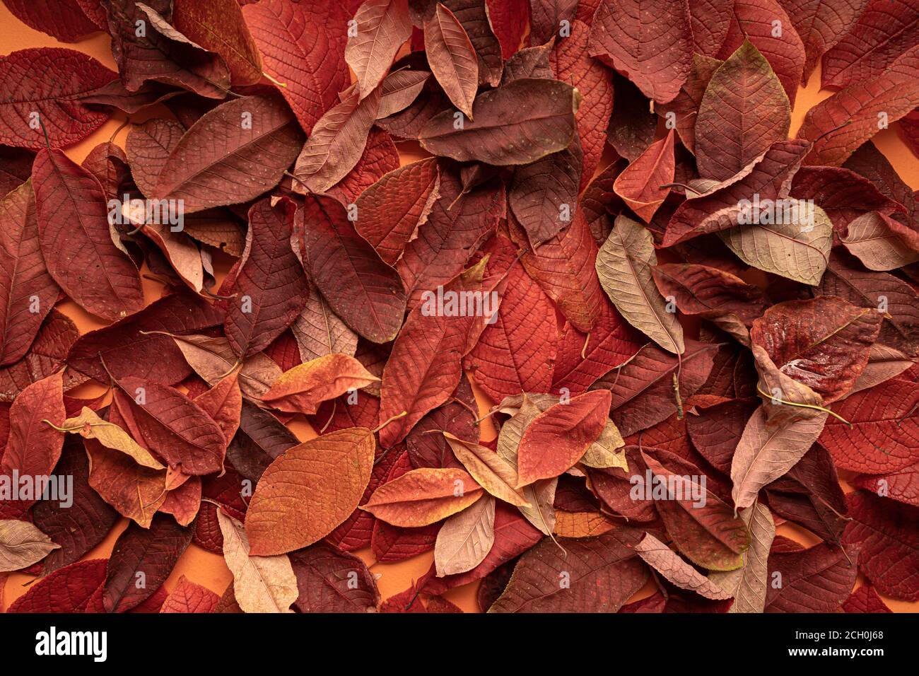 autumn leaves background, top view close up Stock Photo