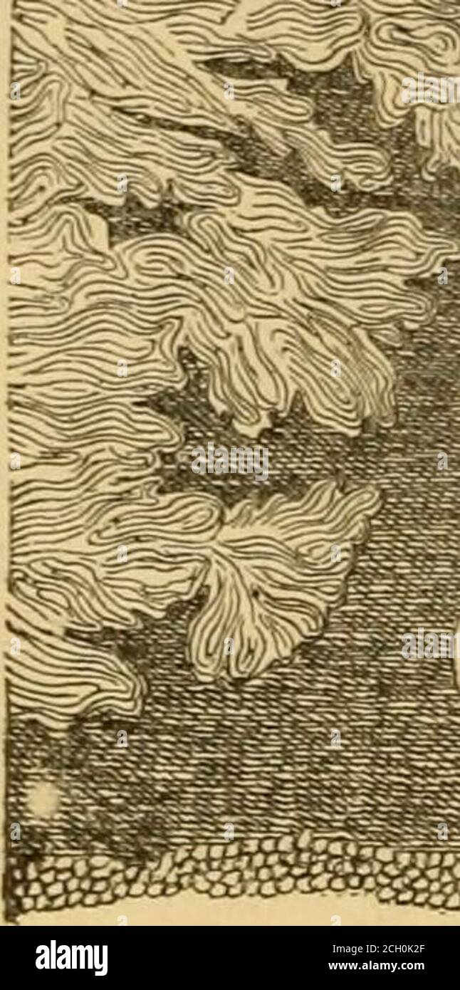Reticular connective tissue hi-res stock photography and images - Alamy