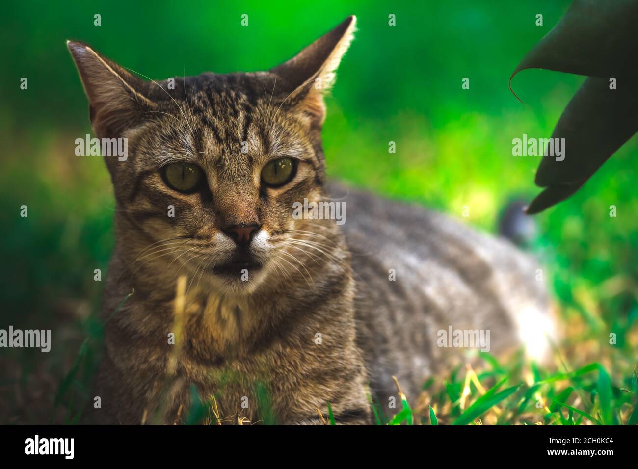 The cat is resting in the thickets, the bitten ear Stock Photo