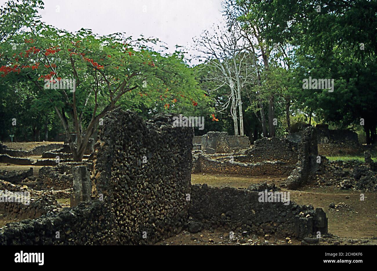 excavated ruined city in the jungle of Kenya Stock Photo - Alamy