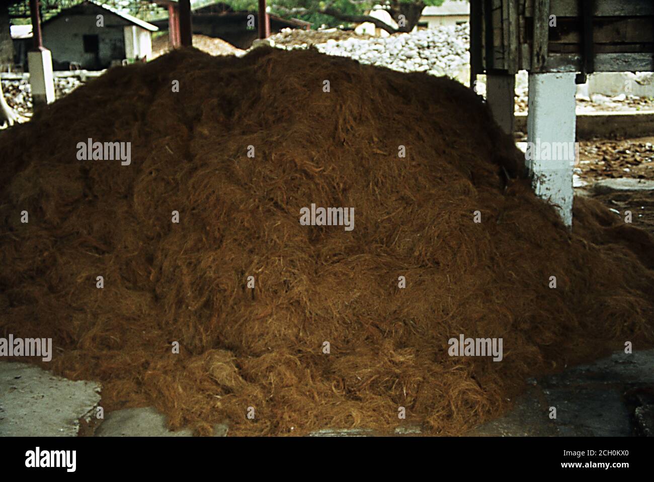 Plantation factory for processing coconuts and bevel Stock Photo