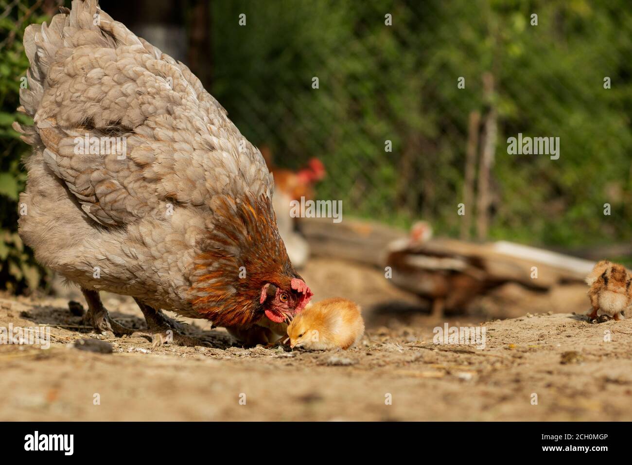 Mother Chicken High Resolution Stock Photography and Images   Alamy