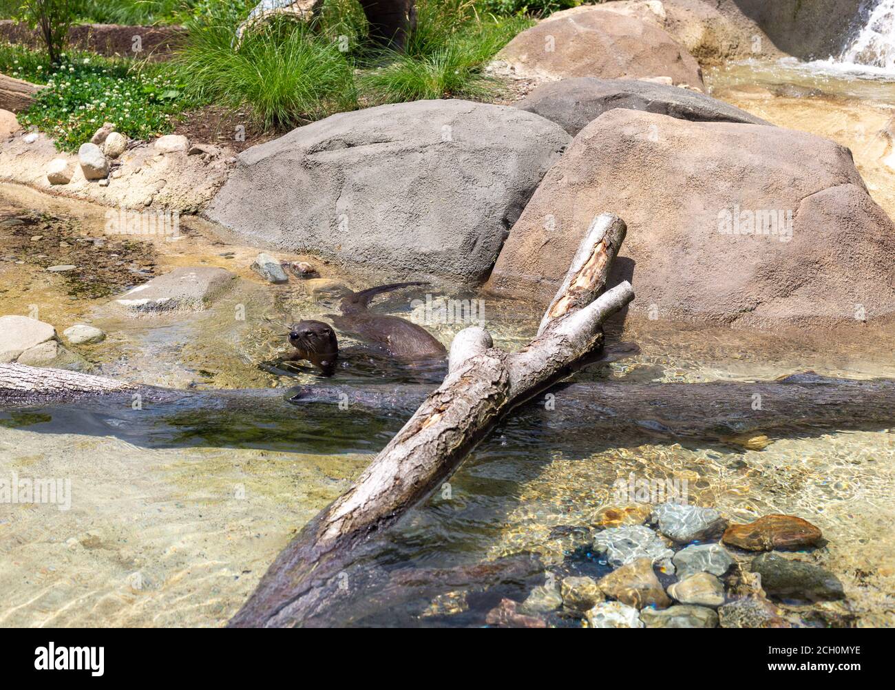 A otter swims in his enclosure at the Fort Wayne Children's Zoo. Stock Photo