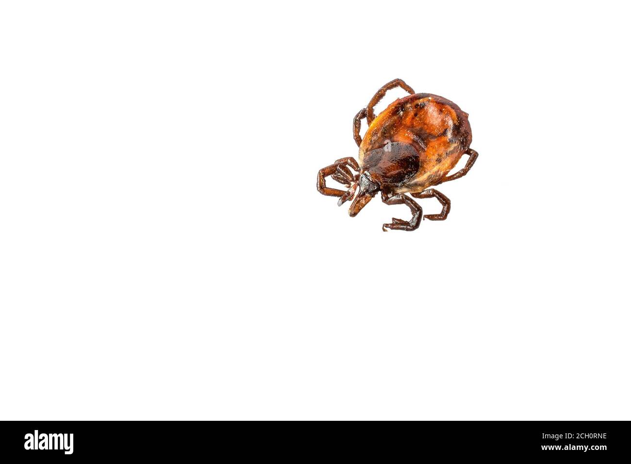 tick encephalitis. Encephalitis virus or Lyme borreliosis disease Dog