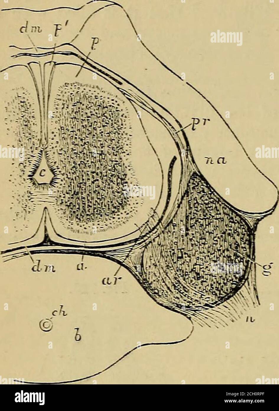 . Quain's elements of anatomy . y, and somewhat later theanterior white commissure. Fis. 724. Fig. 724.—Transvekse section of half THE CAllTILAGINOrs VERTEBRAL COLCMJrAND THE SPINAL COF.D IN THE CERVICALPART OF A HUjIAN EMBRYO OP FROII NINE TO TEN WEEKS. (Frcm Kolliker.) ^ c, central canal lined viith eijitlielium ;a, anterior columu ; ^;, XDOsterior column ;j&gt;, band of Goll ; g, ganglion of theposterior root ; 2^  posterior root; a r,anterior root passing over the ganglion;d ill, dura-matral sheath, omitted nearer,to show the posterior roots; b, body ofthe vertebra ; c h, chorda dorsalis; Stock Photo