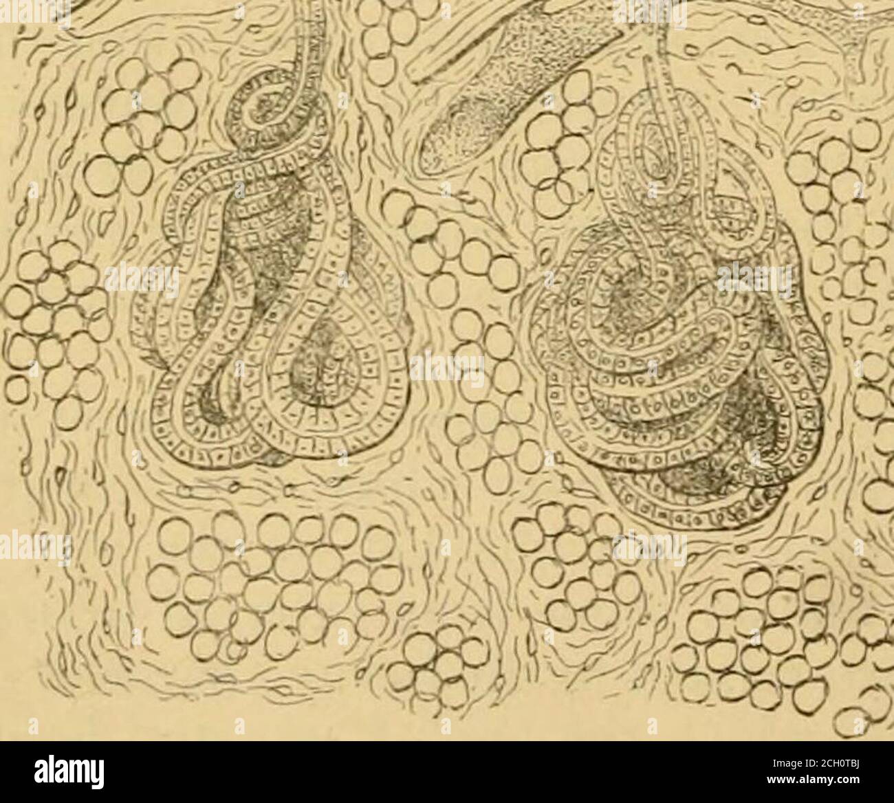 Reticular connective tissue hi-res stock photography and images - Alamy