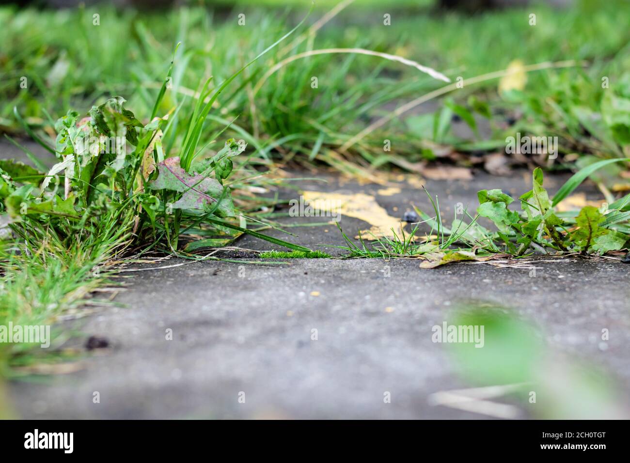 Green Grass Grows Through Tiles On Sidewalk Stock Photo Alamy green-grass-grows-through-tiles-on-sidewalk-stock-photo-alamy