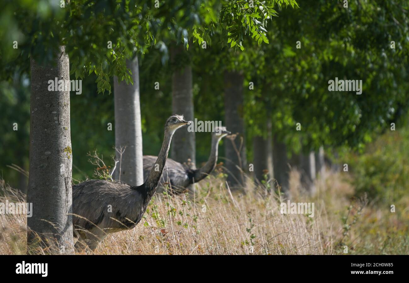 Two nandus or greater rhea (Rhea americana) looking through a row of trees at a field, since 2000 a few of the birds escaped from a farm they have spr Stock Photo