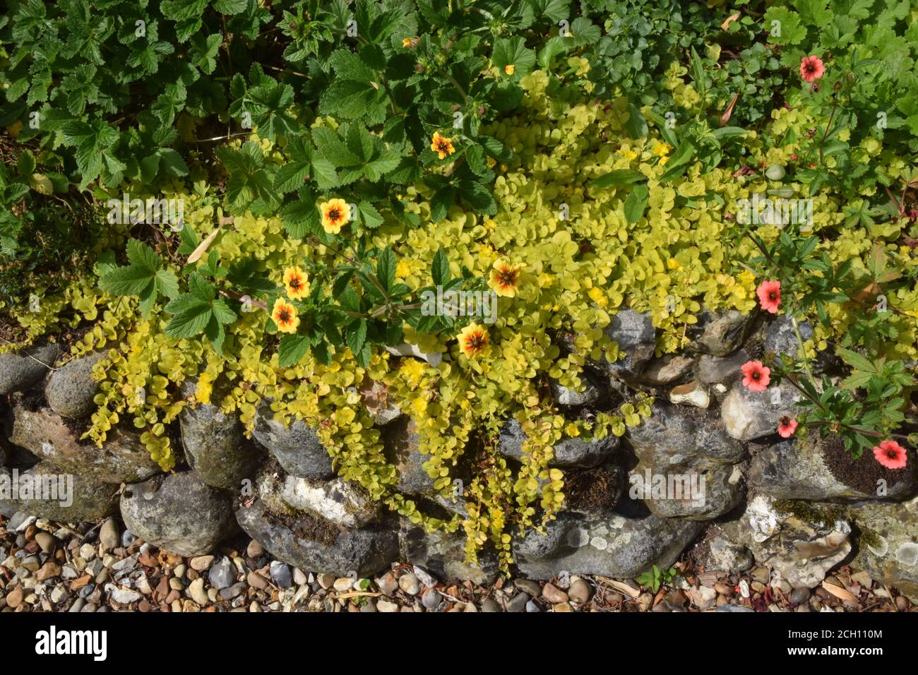 golden creeping jenny, Lysimachia nummularia Aurea, england Stock Photo