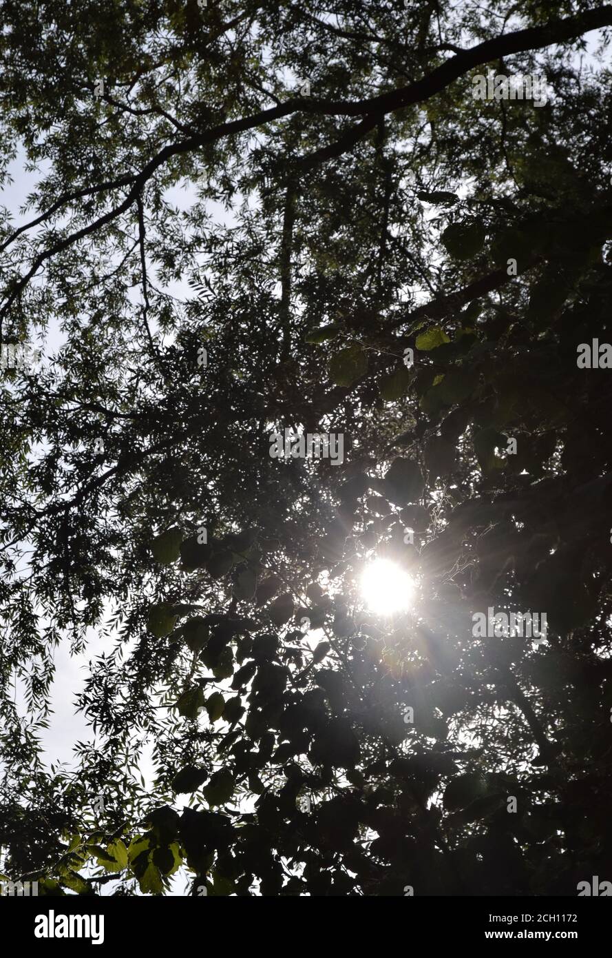 sun shining through leaves of a tree Stock Photo