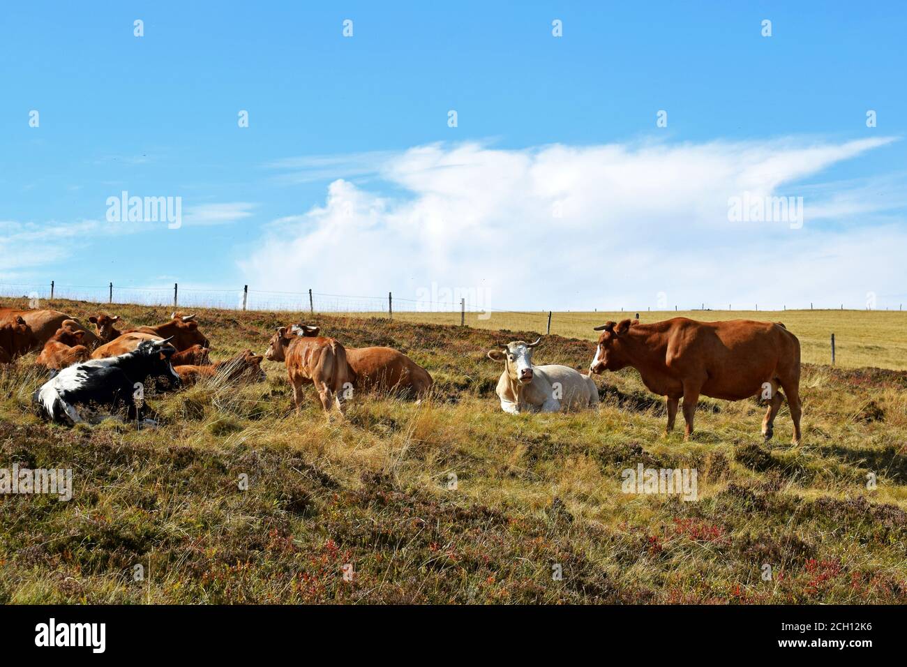 Troupeau de vaches en estive Stock Photo