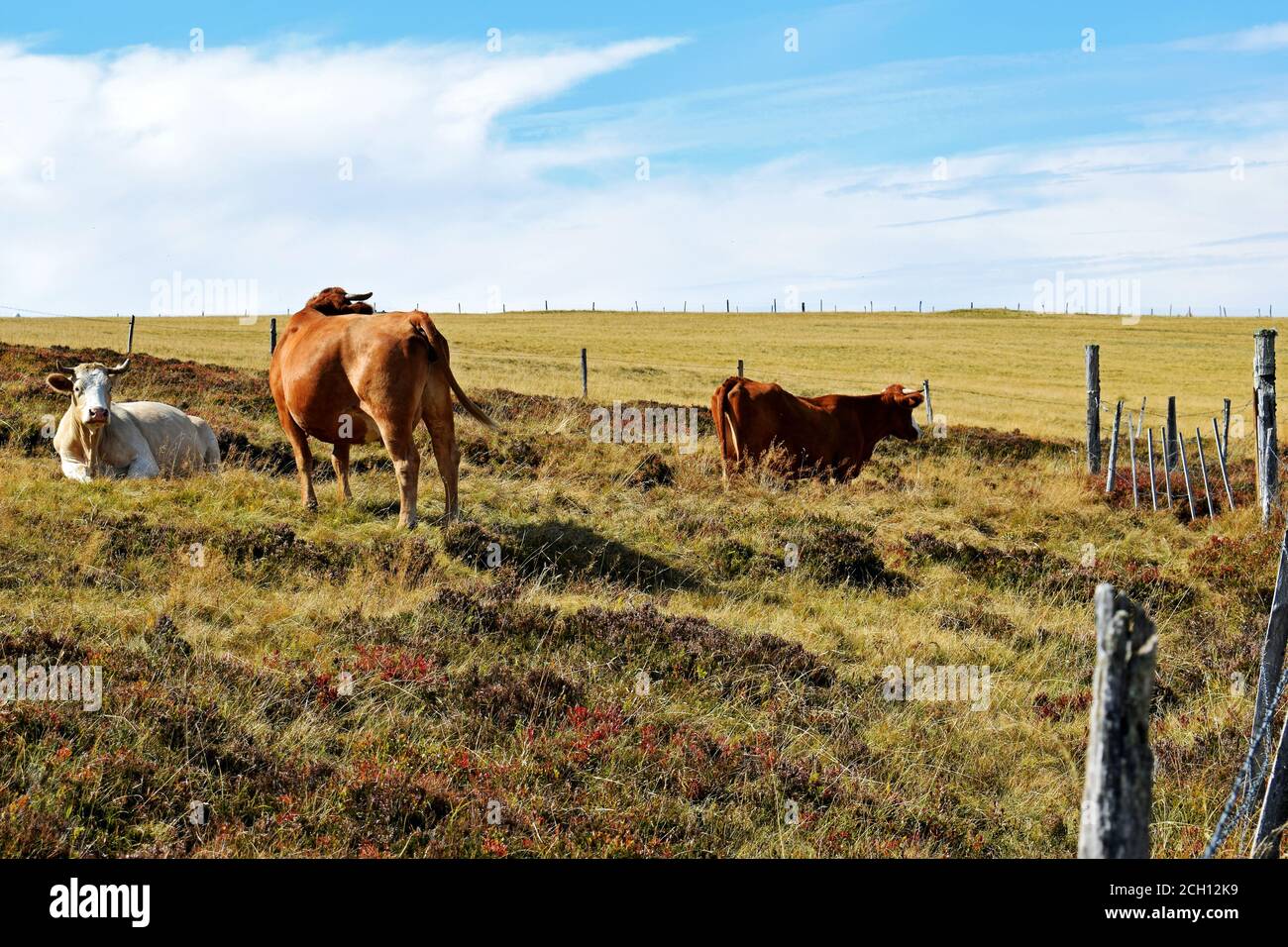 Troupeau de vaches en estive Stock Photo